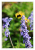 Laga_morgens_Dicke_Hummel_Anflug_01.jpg