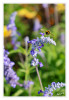 Dateiname=Laga_morgens_Dicke_Hummel_Anflug_02.jpg
Dateigröße=597KB
Abmessungen: 829x1200
hinzugefügt am: 17. August 2026 Laga_morgens_Dicke_Hummel_Anflug_02.jpg