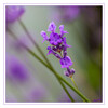 Dateiname=Lavendel_01.jpg
Dateigröße=666KB
Abmessungen: 1200x1200
hinzugefügt am: 20. Juni 2024 Lavendel_01.jpg