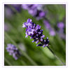 Lavendel_04.jpg
