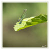 Dateiname=Libelle_Was_gucks_du_01.jpg
Dateigröße=364KB
Abmessungen: 850x850
hinzugefügt am: 26. August 2014 Libelle_Was_gucks_du_01.jpg
