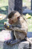 Dateiname=Lopburi_Javaneraffe__08.jpg
Dateigröße=526KB
Abmessungen: 567x850
hinzugefügt am: 30. Juli 2014 Lopburi_Javaneraffe__08.jpg