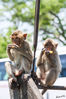 Dateiname=Lopburi_Javaneraffe__09.jpg
Dateigröße=528KB
Abmessungen: 567x850
hinzugefügt am: 30. Juli 2014 Lopburi_Javaneraffe__09.jpg