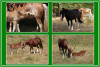 MAMA_IST_DIE_BESTE_COLLAGE-R-K-1.jpg