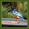 Dateiname=M_V_Voegel__q_01.jpg
Dateigröße=642KB
Abmessungen: 850x850
hinzugefügt am: 24. Juni 2012 M_V_Voegel__q_01.jpg