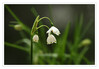 Dateiname=Maerzenbecher_02.jpg
Dateigröße=404KB
Abmessungen: 1200x833
hinzugefügt am: 15. März 2023 Maerzenbecher_02.jpg