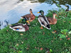 Manni_248cb97f-4d25-45a9-9079-555555c52007.JPG