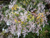 Dateiname=Manni_Eisblume.jpg
Dateigröße=1502KB
Abmessungen: 1200x900
hinzugefügt am: 18. Januar 2025 Manni_Eisblume.jpg