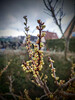 Dateiname=Manni_Fruehlingsruf.jpg
Dateigröße=760KB
Abmessungen: 900x1200
hinzugefügt am: 04. April 2023 Manni_Fruehlingsruf.jpg