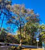 Dateiname=Manni_Herbstbaum.jpg
Dateigröße=2011KB
Abmessungen: 1074x1200
hinzugefügt am: 25. Oktober 2024 Manni_Herbstbaum.jpg