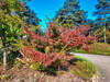 Dateiname=Manni_Herbstlicher_Baum2C_Wald_01.jpg
Dateigröße=2150KB
Abmessungen: 1200x900
hinzugefügt am: 30. Oktober 2024 Manni_Herbstlicher_Baum2C_Wald_01.jpg