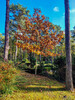 Dateiname=Manni_Herbstlicher_Baum2C_Wald_02.jpg
Dateigröße=1958KB
Abmessungen: 900x1200
hinzugefügt am: 30. Oktober 2024 Manni_Herbstlicher_Baum2C_Wald_02.jpg