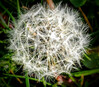Dateiname=Manni_Nahaufnahme_Pusteblume.jpg
Dateigröße=1710KB
Abmessungen: 1658x1458
hinzugefügt am: 26. April 2023 Manni_Nahaufnahme_Pusteblume.jpg