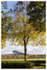 Dateiname=Marianne_Herbstlicher_Baum__Wald_Die_Blaetter_fallen_schon1.jpg
Dateigröße=1729KB
Abmessungen: 814x1200
hinzugefügt am: 24. Oktober 2024 Marianne_Herbstlicher_Baum__Wald_Die_Blaetter_fallen_schon1.jpg