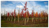 Dateiname=Marianne_Herbstlicher_Baum__Wald_Farbenfroh.jpg
Dateigröße=1066KB
Abmessungen: 1200x693
hinzugefügt am: 14. Oktober 2024 Marianne_Herbstlicher_Baum__Wald_Farbenfroh.jpg