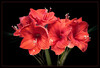 Dateiname=Marianne_Ich_sehe_rot_Amaryllis_02.jpg
Dateigröße=620KB
Abmessungen: 1200x816
hinzugefügt am: 08. Dezember 2024 Marianne_Ich_sehe_rot_Amaryllis_02.jpg