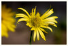 Dateiname=Marianne_Nahaufnahme_Gelb_01.jpg
Dateigröße=563KB
Abmessungen: 1200x817
hinzugefügt am: 25. April 2023 Marianne_Nahaufnahme_Gelb_01.jpg