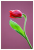 Dateiname=Marianne_Nahaufnahme_Tulpe_03.jpg
Dateigröße=568KB
Abmessungen: 817x1200
hinzugefügt am: 05. April 2023 Marianne_Nahaufnahme_Tulpe_03.jpg