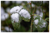 Dateiname=Marianne_Rosenblaetter_mit_Schnee.jpg
Dateigröße=815KB
Abmessungen: 1200x814
hinzugefügt am: 06. Januar 2025 Marianne_Rosenblaetter_mit_Schnee.jpg