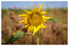 Marianne_Sonnenblume_01.jpg