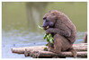 Dateiname=Marianne_Tiere_Anubispavian_07.jpg
Dateigröße=692KB
Abmessungen: 1200x815
hinzugefügt am: 21. September 2022 Marianne_Tiere_Anubispavian_07.jpg