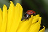 Dateiname=Marienkäfer_04.jpg
Dateigröße=295KB
Abmessungen: 850x567
hinzugefügt am: 20. Mai 2008 Marienkäfer_04.jpg