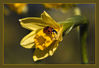Dateiname=Marienkäfer_der_Erste_0101_Kopie.jpg
Dateigröße=278KB
Abmessungen: 850x582
hinzugefügt am: 19. Februar 2011 Marienkäfer_der_Erste_0101_Kopie.jpg