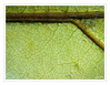 Dateiname=Mikroskopie_Blatt_01.jpg
Dateigröße=1630KB
Abmessungen: 1200x931
hinzugefügt am: 30. November 2024 Mikroskopie_Blatt_01.jpg