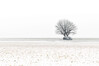 Minimalismus_Baum_im_Schnee_k_01.jpg