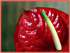 Dateiname=Minimalistisch_Elise_-_Flamingobluete.jpg
Dateigröße=1087KB
Abmessungen: 1600x1217
hinzugefügt am: 01. Juni 2023 Minimalistisch_Elise_-_Flamingobluete.jpg
