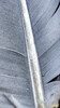 Dateiname=Minimalistisch_Manni_Taubenfeder_01.jpg
Dateigröße=798KB
Abmessungen: 675x1200
hinzugefügt am: 06. Juni 2023 Minimalistisch_Manni_Taubenfeder_01.jpg