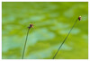 Dateiname=Minimalistisch_Marianne_Halme_am_Wasser.jpg
Dateigröße=468KB
Abmessungen: 1200x816
hinzugefügt am: 27. Juni 2023 Minimalistisch_Marianne_Halme_am_Wasser.jpg