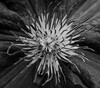 Dateiname=Minimalistisch_Verena_Leber_Clematis.jpg
Dateigröße=175KB
Abmessungen: 1200x1059
hinzugefügt am: 02. Juni 2023 Minimalistisch_Verena_Leber_Clematis.jpg