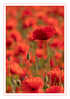 Dateiname=Mohnblumenfeld_02.jpg
Dateigröße=594KB
Abmessungen: 847x1200
hinzugefügt am: 11. Juni 2021 Mohnblumenfeld_02.jpg