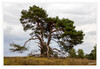 Dateiname=Muensterland_Westruper_Heide_Baum_01.jpg
Dateigröße=873KB
Abmessungen: 1200x829
hinzugefügt am: 29. August 2023 Muensterland_Westruper_Heide_Baum_01.jpg