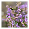 Dateiname=Muensterland_Westruper_Heide_Hummel_02.jpg
Dateigröße=779KB
Abmessungen: 1200x1200
hinzugefügt am: 29. August 2023 Muensterland_Westruper_Heide_Hummel_02.jpg