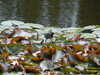 Dateiname=N_069.JPG
Dateigröße=2287KB
Abmessungen: 2560x1920
hinzugefügt am: 28. Juni 2021 N_069.JPG
