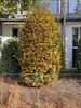 Dateiname=Nanne_1.jpg
Dateigröße=1932KB
Abmessungen: 900x1200
hinzugefügt am: 01. Oktober 2024 Nanne_1.jpg