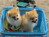 Dateiname=Nationalpark_Kaeng_Krachan_Hunde_01.jpg
Dateigröße=532KB
Abmessungen: 850x638
hinzugefügt am: 12. Juni 2014 Nationalpark_Kaeng_Krachan_Hunde_01.jpg