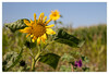 Dateiname=Naturfotografie_Am_Wegesrand_Marianne.jpg
Dateigröße=648KB
Abmessungen: 1200x816
hinzugefügt am: 30. Juli 2024 Naturfotografie_Am_Wegesrand_Marianne.jpg