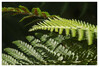 Dateiname=Naturfotografie_Farn_Marianne.jpg
Dateigröße=965KB
Abmessungen: 1200x815
hinzugefügt am: 23. Juli 2024 Naturfotografie_Farn_Marianne.jpg