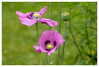 Dateiname=Naturfotografie_Mohnblueten_Marianne.jpg
Dateigröße=745KB
Abmessungen: 1200x815
hinzugefügt am: 25. Juli 2024 Naturfotografie_Mohnblueten_Marianne.jpg