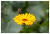 Dateiname=Naturfotografie_Ringelblume_und_Biene_Marianne.jpg
Dateigröße=644KB
Abmessungen: 1200x816
hinzugefügt am: 09. Juli 2024 Naturfotografie_Ringelblume_und_Biene_Marianne.jpg