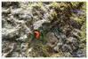 Dateiname=Naturfotografie_Wegschnecke_auf_dem_Weg_nach_oben_01.jpg
Dateigröße=1186KB
Abmessungen: 1200x814
hinzugefügt am: 02. Juli 2024 Naturfotografie_Wegschnecke_auf_dem_Weg_nach_oben_01.jpg