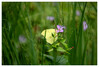 Dateiname=Naturfotografie__Zitronenfalter_Marianne.jpg
Dateigröße=782KB
Abmessungen: 1200x814
hinzugefügt am: 18. Juli 2024 Naturfotografie__Zitronenfalter_Marianne.jpg