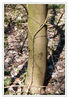 Dateiname=Naturlasso_02.jpg
Dateigröße=583KB
Abmessungen: 590x850
hinzugefügt am: 12. April 2013 Naturlasso_02.jpg
