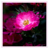 Dateiname=Neuss_Rose_02.jpg
Dateigröße=460KB
Abmessungen: 850x850
hinzugefügt am: 26. August 2018 Neuss_Rose_02.jpg