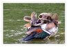 Dateiname=Nilgans_am_putzen_13.jpg
Dateigröße=762KB
Abmessungen: 1200x837
hinzugefügt am: 09. Juni 2021 Nilgans_am_putzen_13.jpg