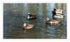 Dateiname=Nordsee_Norden_Stockenten_02.jpg
Dateigröße=598KB
Abmessungen: 1024x617
hinzugefügt am: 10. Januar 2020 Nordsee_Norden_Stockenten_02.jpg