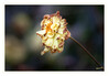 Dateiname=Novemberblume_04.jpg
Dateigröße=537KB
Abmessungen: 1200x835
hinzugefügt am: 20. November 2020 Novemberblume_04.jpg